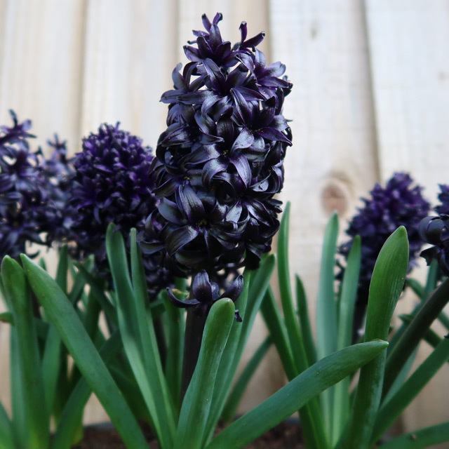 Purple-Black Hyacinths (Midnight Mystic®)