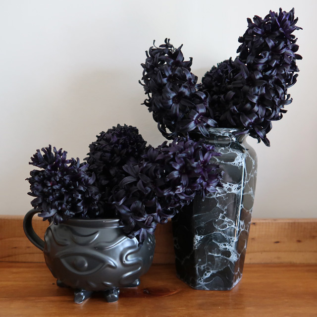 The purple-black flowers of Hyacinth Midnight Mystic® cut and in vases