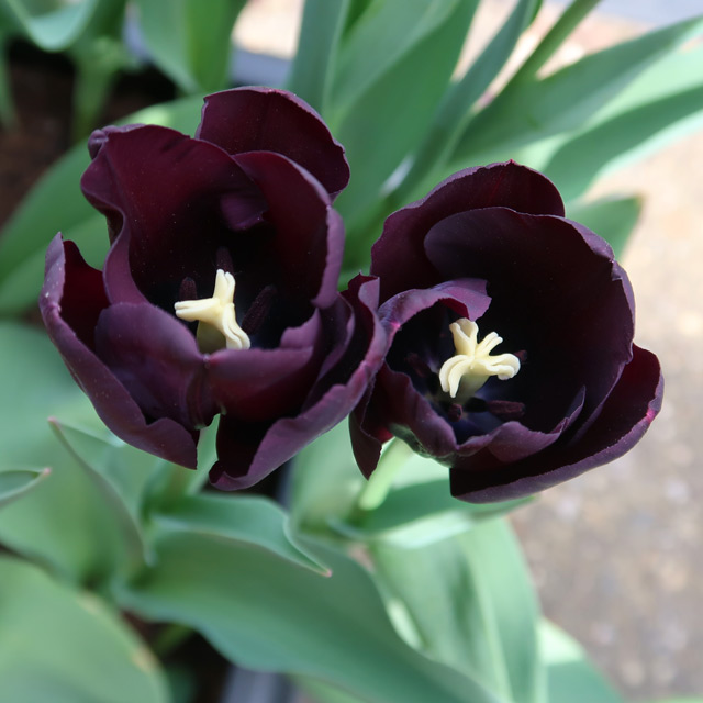 Purple-Black Tulips (Paul Scherer)