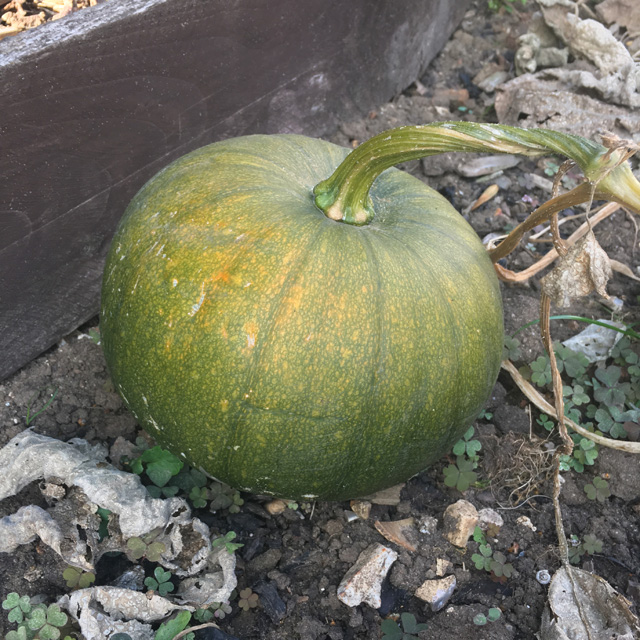 A growing pumpkin