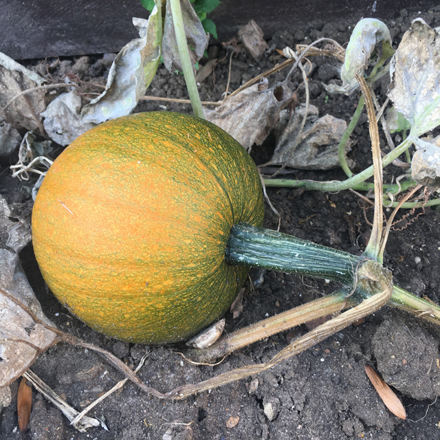 A small growing pumpkin, starting to ripen