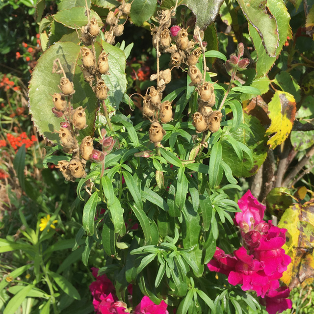 Snapdragon skull-like seed pods and blooms on the same plant